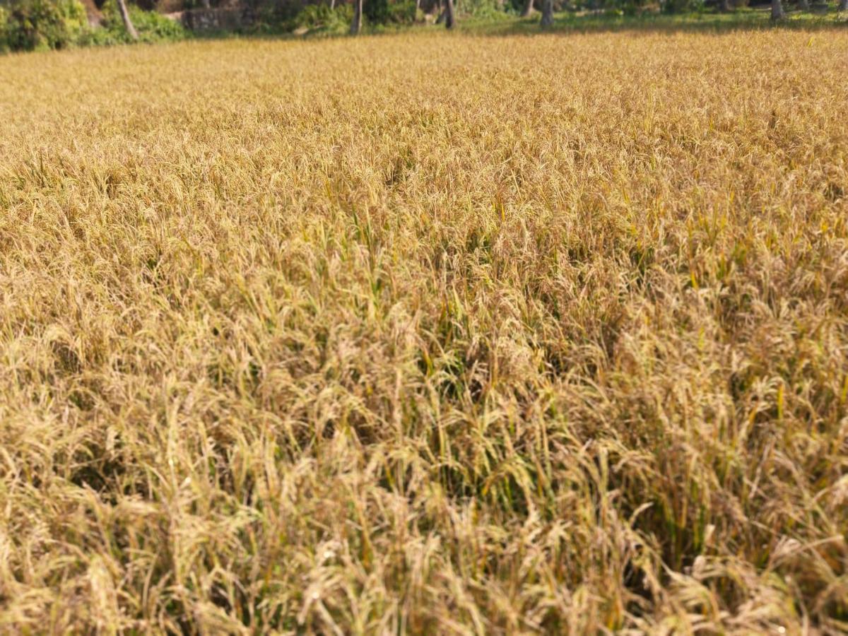 Готель Paddy Farm Heritage Варкала Номер фото